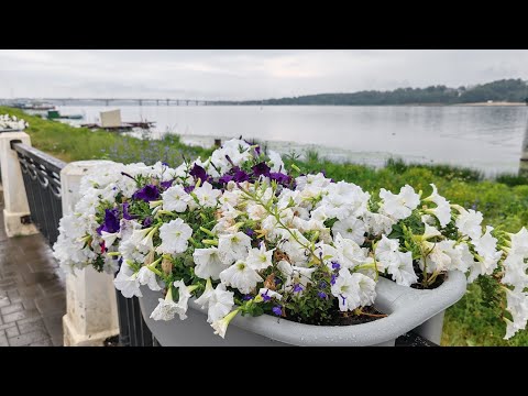 Видео: Кострома. Business Hotel. Центральный рынок #обзор #кострома #путешествия #обзоргорода #рынок 