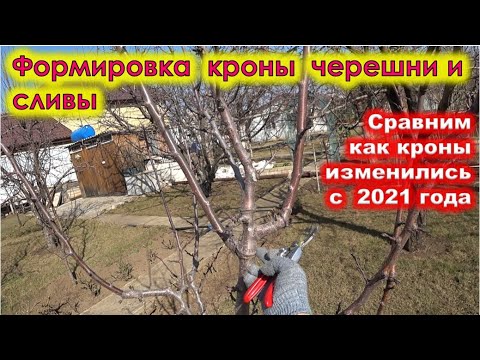 Видео: ОБРЕЗКА МОЛОДЙ СЛИВЫ и ЧЕРЕШНИ. Формируем крону старым знакомым деревцам.