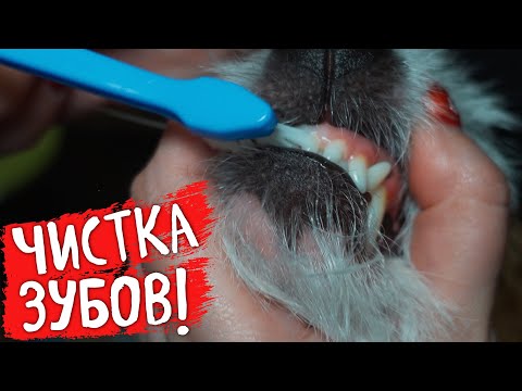 Видео: КАК ПРАВИЛЬНО ЧИСТИТЬ ЗУБЫ СОБАКЕ? Нужно ли вообще это делать?