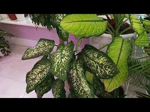 Видео: Прекрасное, каждое утро с комнатными растениями.  Короткая прогулка по зимнему саду.