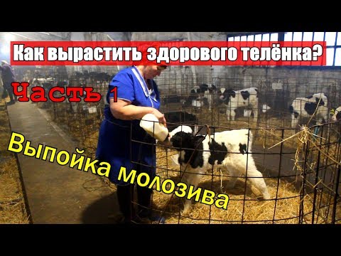 Видео: Как вырастить здорового теленка. Часть 1 Выпойка молозива. От Теории к практике.