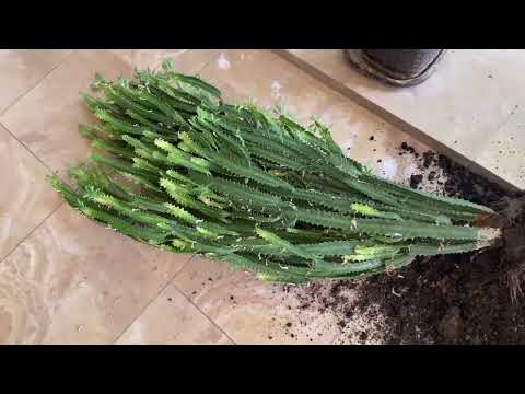 Видео: Рухнул Молочай Трехгранный. Срочная пересадка и обрезка Молочая.