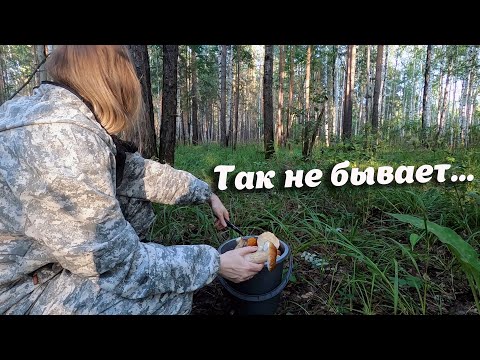 Видео: Как такое возможно??? Нашли в этом лесу ассорти грибов: белые, красноголовики, лисички и грузди.