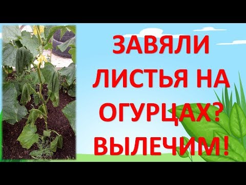 Видео: ЗАВЯЛИ ЛИСТЬЯ НА ОГУРЦАХ? ВЫЛЕЧИМ! Почему вянут листья на огурцах? Как выращивать огурцы.