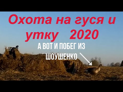 Видео: №82 Побег гуся из "Шоушенко"! Собаки в ШОКе!  Охота на гуся и селезня 2020 г. будет лучше, чем 2019!