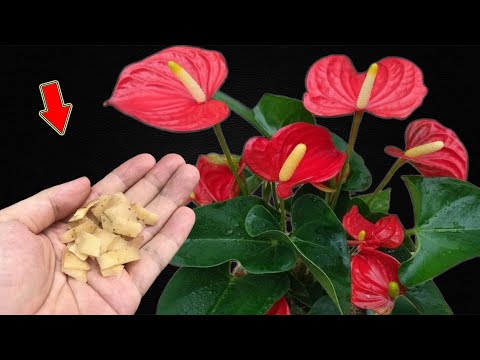 Видео: Не выбрасывайте его! Это заставляет антуриумы цвести множеством красивых цветов