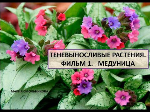 Видео: Теневыносливые растения. Медуница.