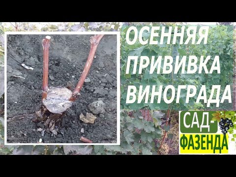 Видео: Осенняя прививка винограда