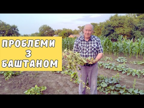 Видео: Проблеми з баштаном