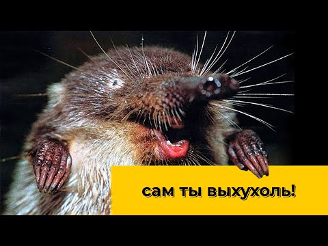 Видео: Выхухоль - пережившая мамонтов. Наталья Носова
