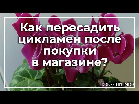 Видео: Как пересадить цикламен после покупки в магазине? | toNature.Info