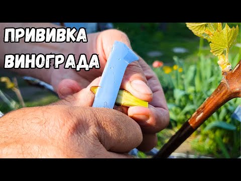 Видео: Прививка винограда черным в черное. Окулировка, улучшенная копулировка, в расщеп, прививка секатором