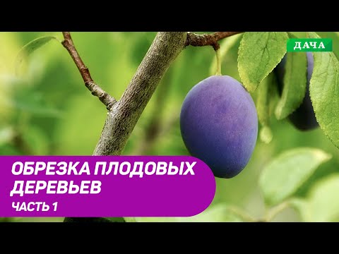 Видео: Правила и техника обрезки плодовых деревьев.Часть 1