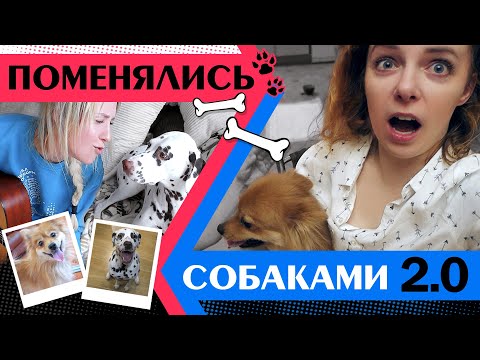 Видео: ПОМЕНЯТЬСЯ СОБАКАМИ 2.0