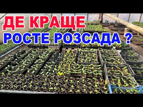 Видео: В чому вирощувати розсаду ? ПЕРЕВІРЕНО роками !