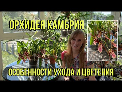 Видео: Орхидея Камбрия