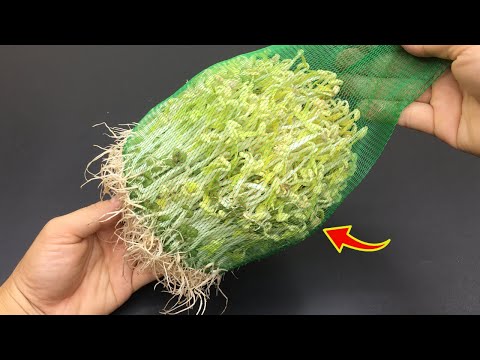 Видео: Как легко и эффективно вырастить ростки маша в фруктовом мешке!