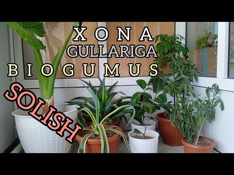 Видео: XONA GULLARIGA BIOGUMUS SOLISH | ХОНА ГУЛЛАРИГА БИОГУМУС СОЛИШ TAJRIBA YANGILIK ORGANIKA KOʻRING👍👇