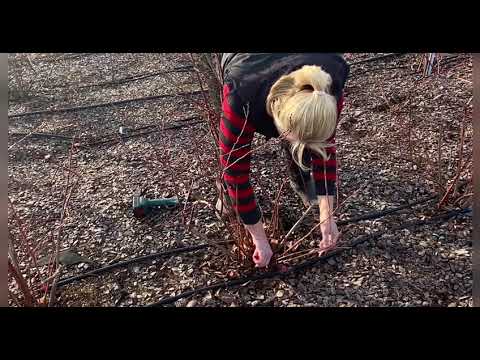 Видео: Весняна обрізка лохини від А до Я.