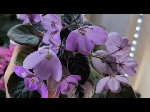 Видео: Излишки фиалок по 150 и 170