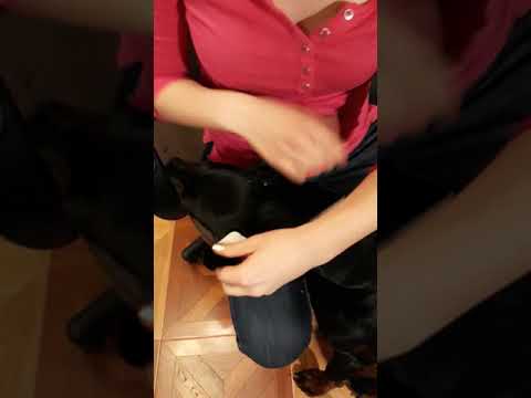 Видео: Быстрейший  и самый лучший способ постановки ушей доберману