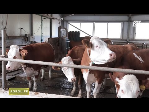 Видео: Молочное животноводство Казахстана | AgroLife