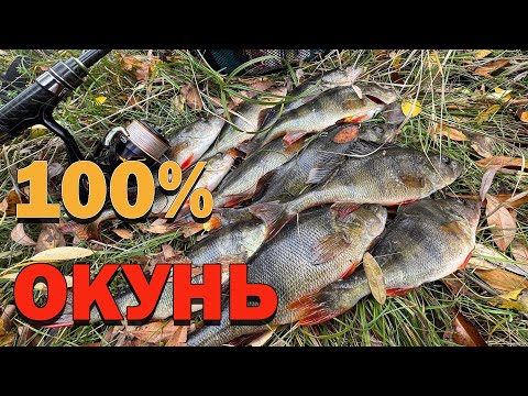Видео: Піймав окуня на силіконку КРУТА РИБАЛКА В ПАКЕТ