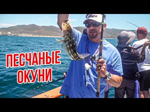 Видео: Ловим Особых ПЕСЧАНЫХ Окуней #спортивнаярыбалка