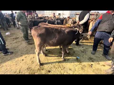 Видео: Музоо торпок кунажын бука баалары сокулук мал базары 