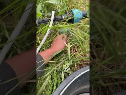 Видео: Прикорм маточника