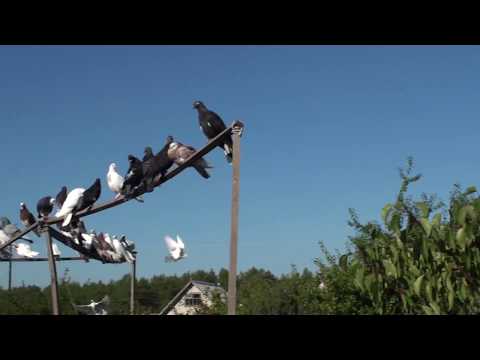 Видео: Знакомство с голубеводом старой школы.