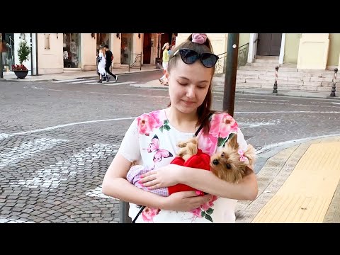 Видео: Путешествие с собакой на море в Италию//Йорк в Сан-Ремо //Площадка для собак//В ресторане с собакой