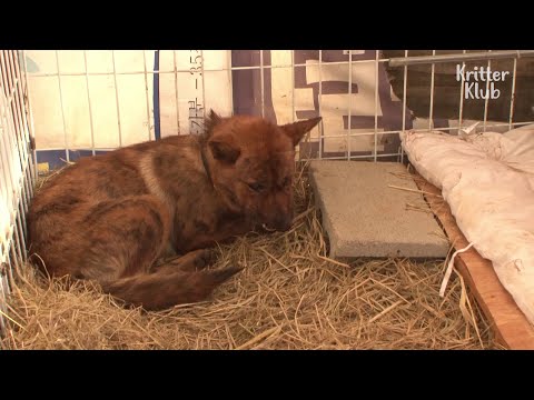 Видео: Лицо собаки испорчено загадочным животным (часть 1) | Животное в кризис EP54