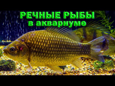 Видео: Целый год содержу речных рыб в аквариуме - ПОДВЕДЕНИЕ ИТОГОВ