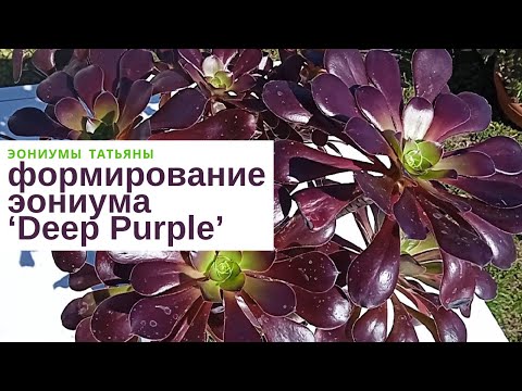 Видео: Эониум Deep Purple: формирование и обрезка