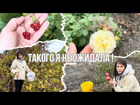 Видео: Яблоня и виноград поразили урожаем — такого на даче ещё не было!