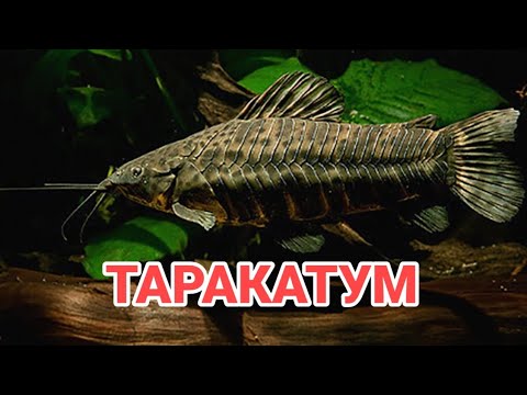 Видео: ТАРАКАТУМ. СЕКРЕТЫ СОДЕРЖАНИЯ, УХОДА И РАЗМНОЖЕНИЯ