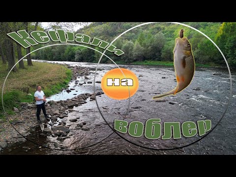 Видео: Риболов на кефали по река Искър.