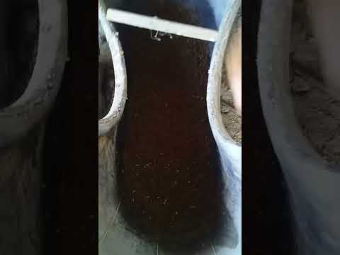 Видео: АССЛОМ АЛЕЙКУМ ! ЧЕРНЫЕ ЛИВИНКА АМЕРИКА КОРА ПАШАСИ КУПАЙТИРИШ УРГАТИЛАДИ ТЕЛ 93 758 81 22