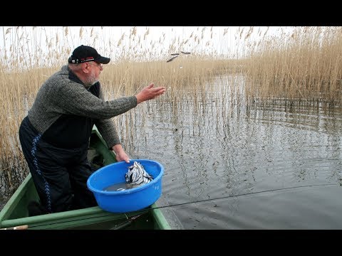 Видео: Уникальный ЭКСПЕРИМЕНТ по ПРИКАРМЛИВАНИЮ щук