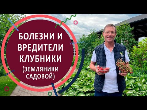 Видео: Болезни и вредители земляники садовой (клубники). Доклад главного агронома Агрофирмы "ПОИСК"