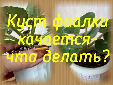 Видео: Фиалка качается - что делать?