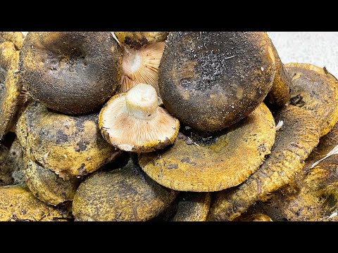 Видео: Черный груздь готовлю не первый год простым посолом