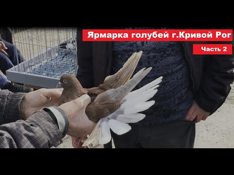 Видео: Ярмарка голубей и декоративных птиц г. Кривой Рог 29.03.2025 Часть 2