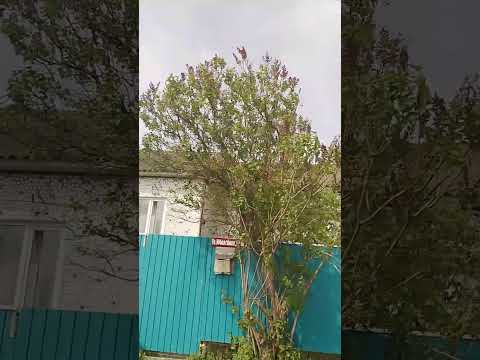 Видео: 1 мая 2024 г.