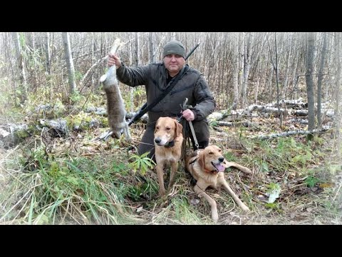 Видео: Стрелял как из пулемёта! Охота по чернотропу на зайца с Русскими гончими!
