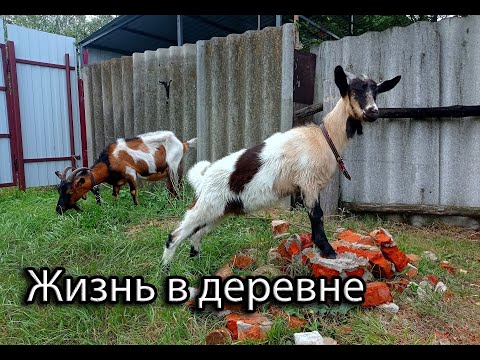 Видео: Деревенская жизнь. Фаршируем перец. Молосольные огурчики. Приехали гости.