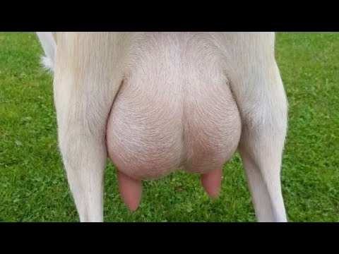 Видео: Сыпь на вымени у козы .