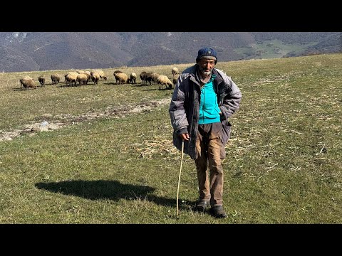 Видео: Счастливый пастух Армен, коротышка-барашек и вопрос женщины