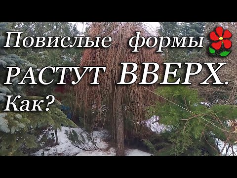 Видео: Как повислые формы растут вверх? Что будет, если не делать обрезку?